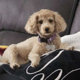 Luna - Poodle