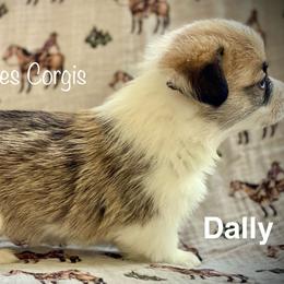 Dally - Red female Pembroke Welsh Corgi puppy in Woodland, Washington from MB Acres Corgis