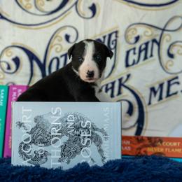 Border Collie, Papillon, Sporty Mix, and Whippet Puppies from Old Hemp Border Collies / Open Horizon Sport Dogs
