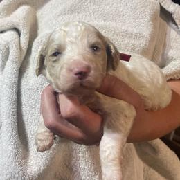 Red collar - Cream male Goldendoodle puppy in Mc Cook, Nebraska from Powers Doodles