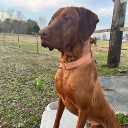CAP - Vizsla
