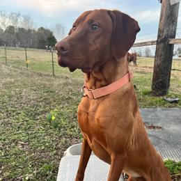 CAP - Vizsla