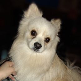 Lucky - Pomeranian
