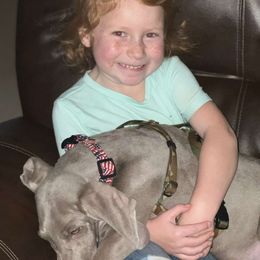 Weimaraner Puppies from North Georgia Weims