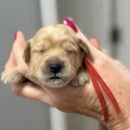 Marcia - Red Collar - Apricot female Goldendoodle puppy in Norfolk, Virginia from 757 Doodles