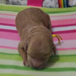 Louise - Red  female Goldendoodle puppy in Crawfordsville, Iowa from DoodleBlessings