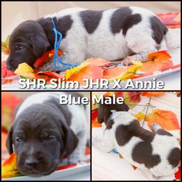 German Shorthaired Pointer and Labrador Retriever Puppies from LL Gun Dogs, LLC
