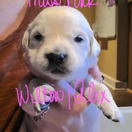 Puppy - Light golden female Golden Retriever puppy in Waynesburg, Ohio from Avalon English Retrievers
