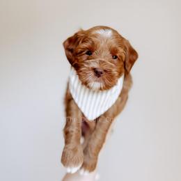 Graham - Red  male Goldendoodle puppy in Syracuse, Indiana from The Doodle Cove