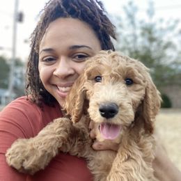 Goldendoodle Puppies from Golden Cuddle Pups