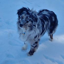 Bates - Miniature American Shepherd