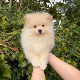 Ronaldo - Cream male Pomeranian puppy in Los Angeles, Santa Clarita, California from LT_Poms