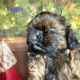 Truffle - Sable male Shih Tzu puppy in Russellville, Kentucky from The Patriot Tzu
