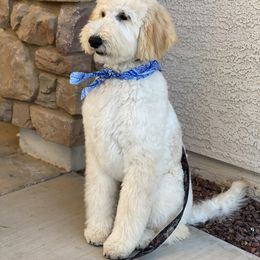 Goldendoodle Puppies from AZ Desert Doodles