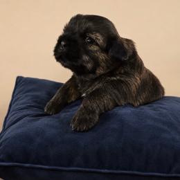 Vega - Brindle female Shih Tzu puppy in Abilene, Texas from L&L Euro Boxers and Small Town Shih Tzus