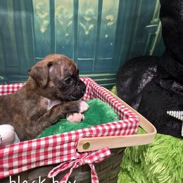 Black boy - Brindle male Boxer puppy in Farmington, Pennsylvania from Impression's Boxers