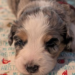 Holly - pink collar girl - Blue merle female Aussiedoodle puppy in Mc Minnville, Tennessee from WilderAcre