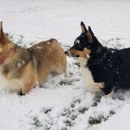 Pembroke Welsh Corgis from Quartz Hill Corgis