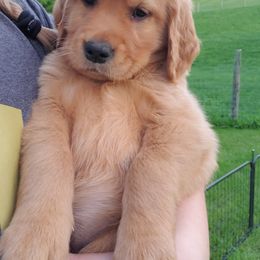 Golden Retriever Puppies from Emma's Golden Puppers