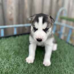 Siberian Husky Puppies from Husky Love and Pups