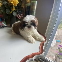 Boy 4 - male Shih Tzu puppy in Troy, Michigan from "Shihtzu Best Friend"