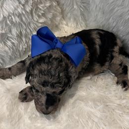 Mr. Dark Blue - Blue merle male Aussiedoodle puppy in Taylor, Missouri from Pawsitively Doodles