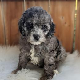 Boy 1 - Merle male Cockapoo puppy in Salt Lake City, Utah from Utah Cocker Spaniels