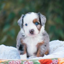 Lily - Blue merle female Miniature American Shepherd puppy in Chocowinity, North Carolina from Foxtail Hollow