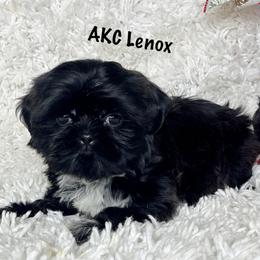 AKC Lennox - Black and white male Shih Tzu puppy in Greenville, South Carolina from Babyface Shih Tzu