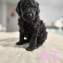 Light Pink Collar Girl - Black female Poodle puppy in Keats, Kansas from Little Apple Standard Poodles