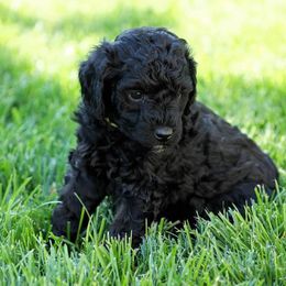 Goldendoodle and Poodle Puppies from Serenity Doodles