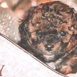 Aussiedoodles from Dixie Poodles Doodles and More
