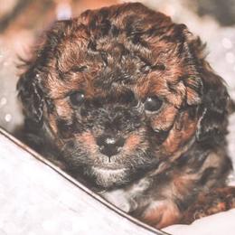 Aussiedoodles from Dixie Poodles Doodles and More