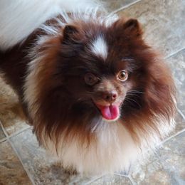 Samson - Pomeranian