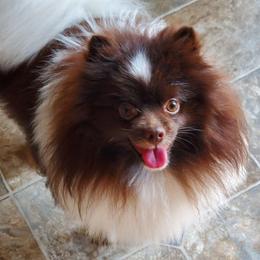 Samson - Pomeranian