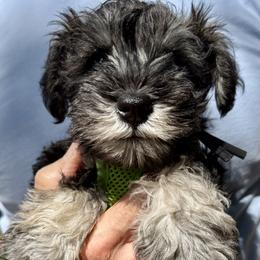 Miniature Schnauzer puppies from Mark's Miniature Schnauzers