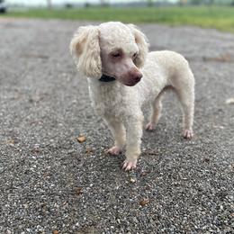 Bull Terrier and Poodle All Grown Up from The Dynasty
