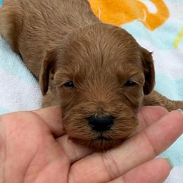 Boy 3 - Red  male Goldendoodle puppy in Haleyville, Alabama from Susan’s Prefurred Doodles