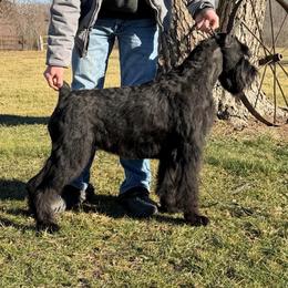 ALLIE - Giant Schnauzer