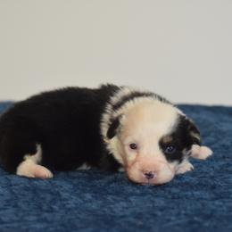 Tri Male 3 - Black and tan male Pembroke Welsh Corgi puppy in Kansas City, Missouri from Willow Creek Corgis