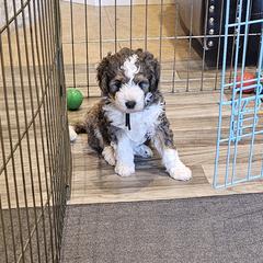Aussiedoodle and Double Doodle Puppies from Parrish Precious Ones Texas