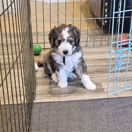 Aussiedoodle and Double Doodle Puppies from Parrish Precious Ones Texas
