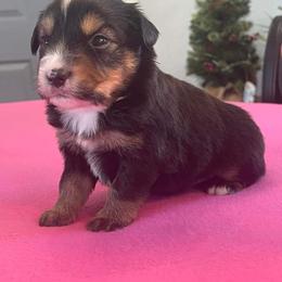 Miniature Australian Shepherd and Toy Australian Shepherd Puppies from Ripple Creek