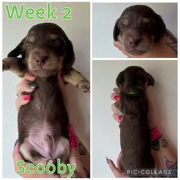 Apollo - Chocolate and cream male Dachshund puppy in Michigan from M.H.P Dachshunds