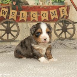 Ryder - Blue merle male Miniature Australian Shepherd puppy in Tennessee from Coolsprings Aussies