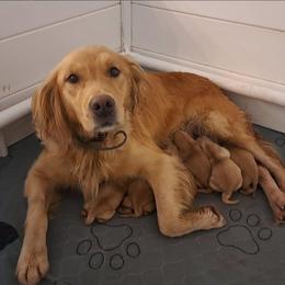 Frost (male pick 2) - Light golden male Golden Retriever puppy in Tenino, Washington from Oak River Goldens'