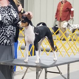 Basenjis and Toy Fox Terriers from Buck Iron Stables Kennel