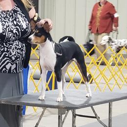 Basenjis and Toy Fox Terriers from Buck Iron Stables Kennel