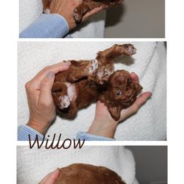 Willow - Red  female Goldendoodle puppy in Trenton, Tennessee from Pickard’s country Golden doodles