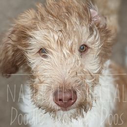 Boy 3 - Labradoodle puppy in Buckingham, Illinois from Naturally Special Doodles
